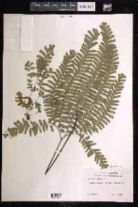 Adiantum aleuticum image