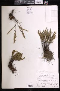 Myriopteris gracillima image