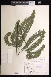 Adiantum aleuticum image