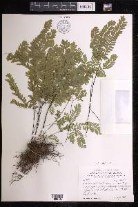 Adiantum aleuticum image