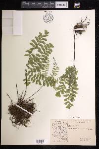 Adiantum aleuticum image