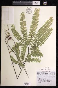 Adiantum aleuticum image