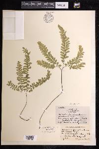 Adiantum aleuticum image