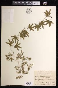 Lygodium palmatum image