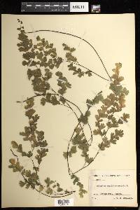 Adiantum capillus-veneris image