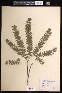 Adiantum aleuticum image