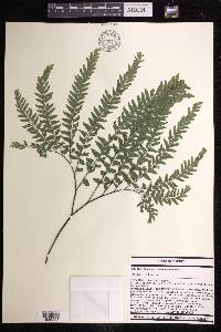 Adiantum viridimontanum image