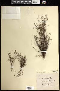 Argyrochosma microphylla image