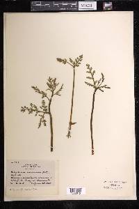 Botrychium matricariifolium image