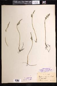 Botrychium matricariifolium image