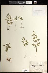 Cryptogramma stelleri image