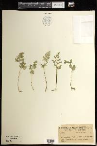 Cryptogramma stelleri image