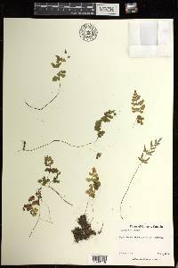 Cryptogramma stelleri image