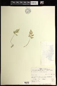 Cryptogramma stelleri image