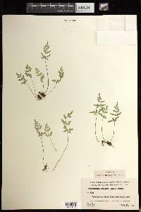 Cryptogramma stelleri image