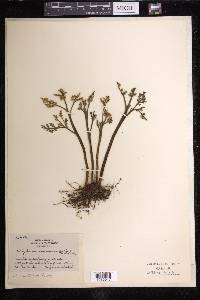 Botrychium matricariifolium image