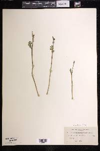 Botrychium matricariifolium image