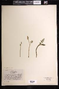 Botrychium matricariifolium image