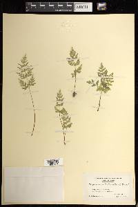 Cryptogramma stelleri image