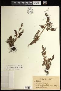 Cryptogramma acrostichoides image