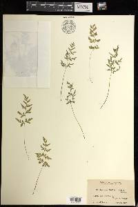 Cryptogramma stelleri image