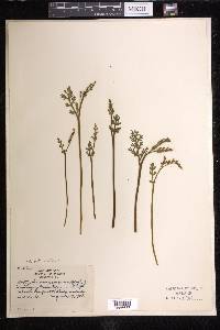 Botrychium matricariifolium image