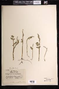 Botrychium matricariifolium image