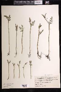 Botrychium matricariifolium image