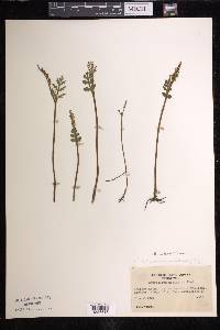 Botrychium matricariifolium image