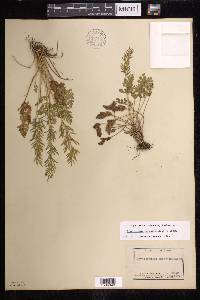 Cryptogramma acrostichoides image