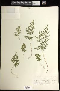 Cryptogramma stelleri image