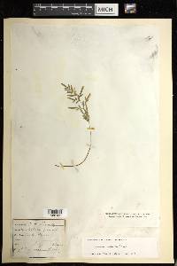 Cryptogramma stelleri image