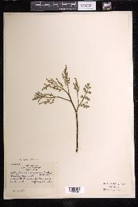 Botrychium matricariifolium image