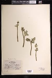 Botrychium matricariifolium image