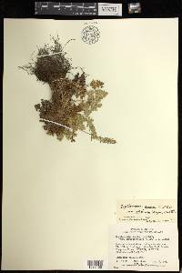 Cryptogramma sitchensis image