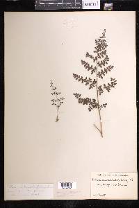 Pellaea andromedifolia image