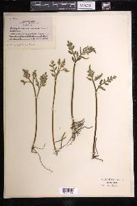 Botrychium matricariifolium image