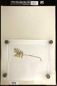 Cryptogramma stelleri image