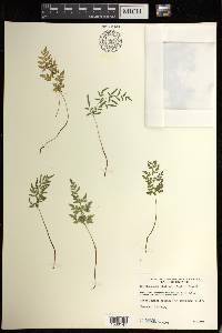 Cryptogramma stelleri image