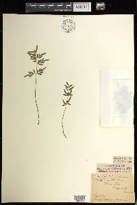 Cryptogramma stelleri image