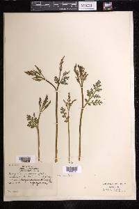 Botrychium matricariifolium image