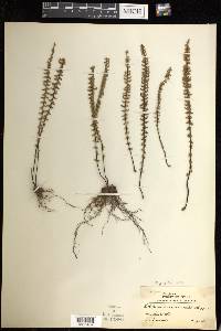 Myriopteris aurea image