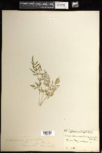 Cryptogramma stelleri image