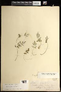 Cryptogramma stelleri image