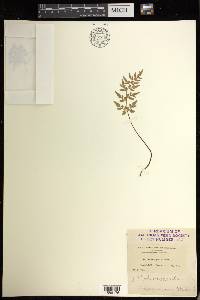 Cryptogramma stelleri image