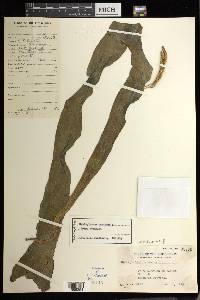 Ophioderma pendulum image