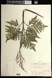 Sceptridium japonicum image