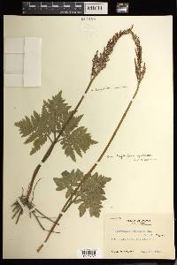 Sceptridium japonicum image