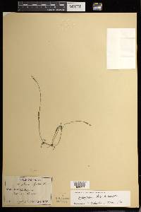 Ophioglossum thermale image