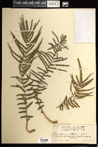 Pteris vittata image